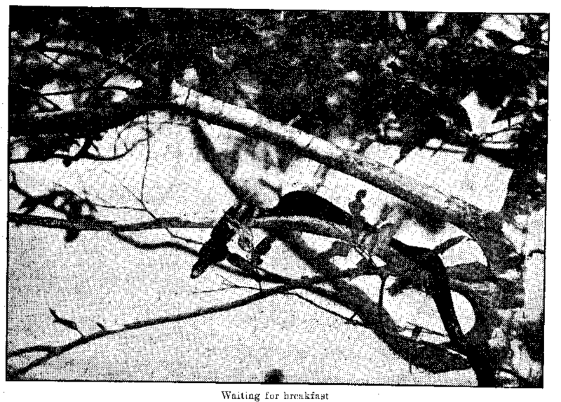 Fichier:Consolation-du-5-octobre-1938-en p16 ill1.png